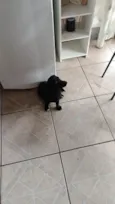 Bela