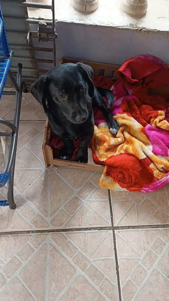 Cachorro ra a SRD-ViraLata idade 7 a 11 meses nome Bela 