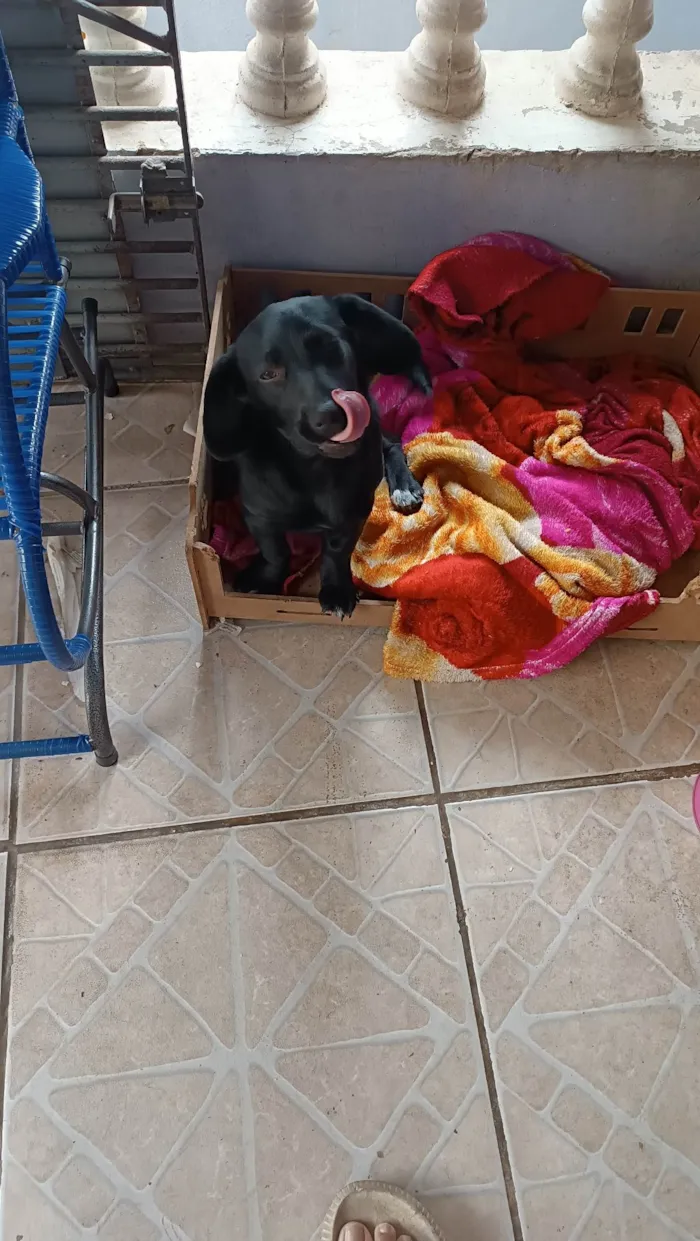 Cachorro ra a SRD-ViraLata idade 7 a 11 meses nome Bela 