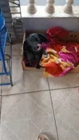 Bela