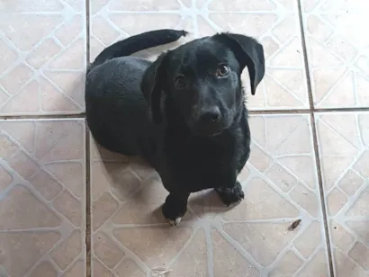 Cachorro raça SRD-ViraLata idade 7 a 11 meses nome Bela 