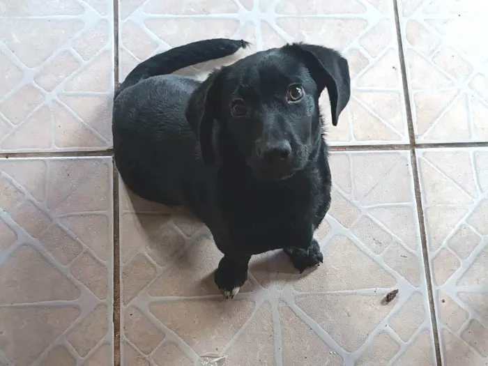 Cachorro ra a SRD-ViraLata idade 7 a 11 meses nome Bela 