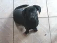 Bela