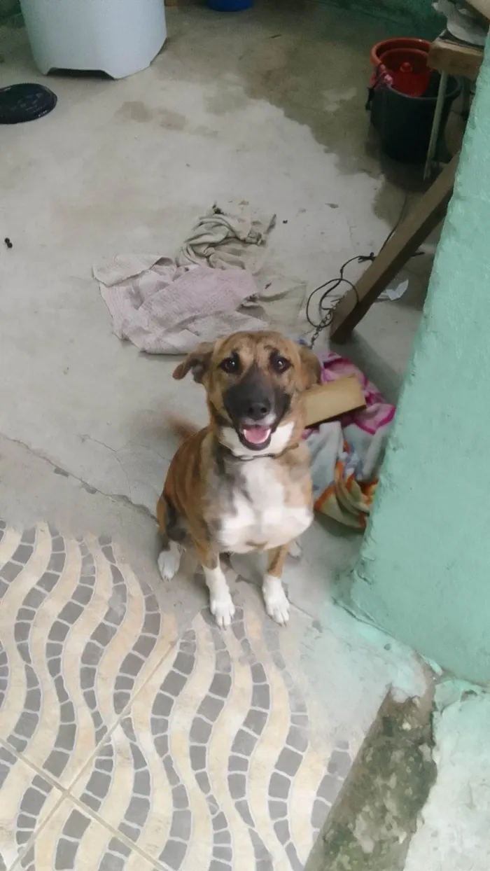 Cachorro ra a SRD-ViraLata idade 2 a 6 meses nome Pandora