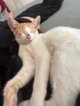 Lua ice e pandora