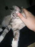 Lua ice e pandora