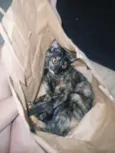 Lua ice e pandora