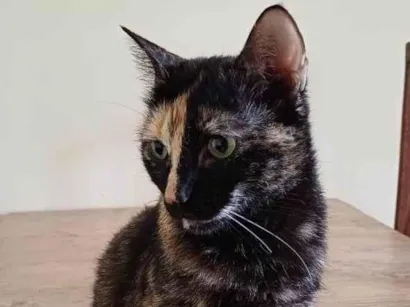 Gato raça SRD-ViraLata idade 6 ou mais anos nome Olivia