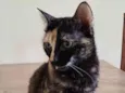 Olivia
