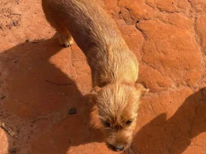 Cachorro raça SRD-ViraLata idade 2 a 6 meses nome Doguinho sem nome