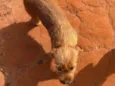 Doguinho sem nome