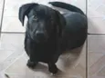 Bela 