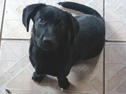 Cachorro raça SRD-ViraLata idade 7 a 11 meses nome Bela 