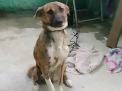 Cachorro raça SRD-ViraLata idade 2 a 6 meses nome Pandora