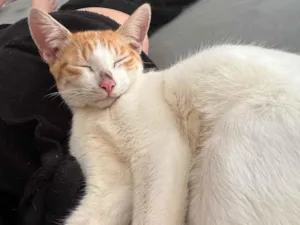 Gato raça SRD-ViraLata idade 7 a 11 meses nome Lua ice e pandora 