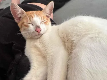 Gato raça SRD-ViraLata idade 7 a 11 meses nome Lua ice e pandora 