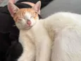 Lua ice e pandora