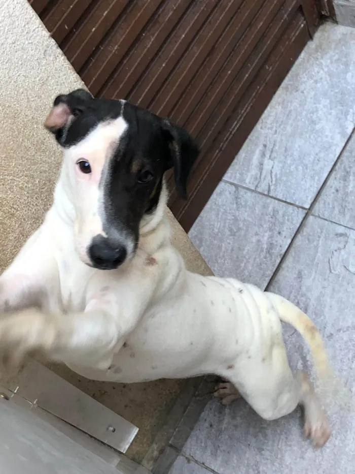 Cachorro ra a SRD-ViraLata idade 7 a 11 meses nome Dalia