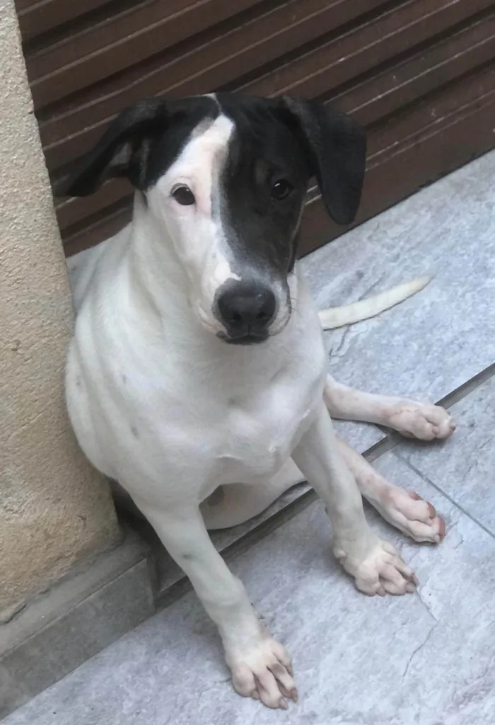 Cachorro ra a SRD-ViraLata idade 7 a 11 meses nome Dalia