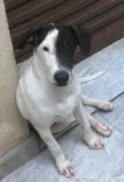 Dalia