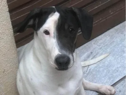 Cachorro raça SRD-ViraLata idade 7 a 11 meses nome Dalia