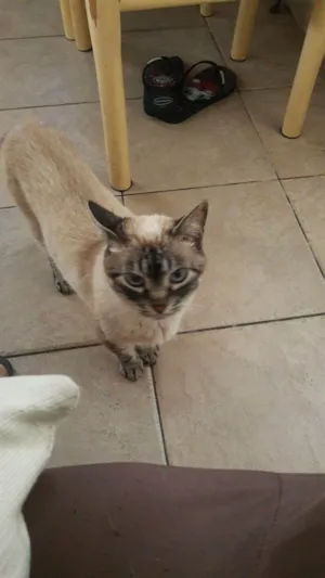 Gato raça SRD-ViraLata idade 6 ou mais anos nome Tita
