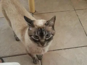 Gato raça SRD-ViraLata idade 6 ou mais anos nome Tita