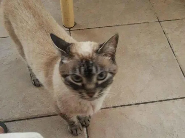 Gato ra a SRD-ViraLata idade 6 ou mais anos nome Tita