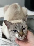 Mel