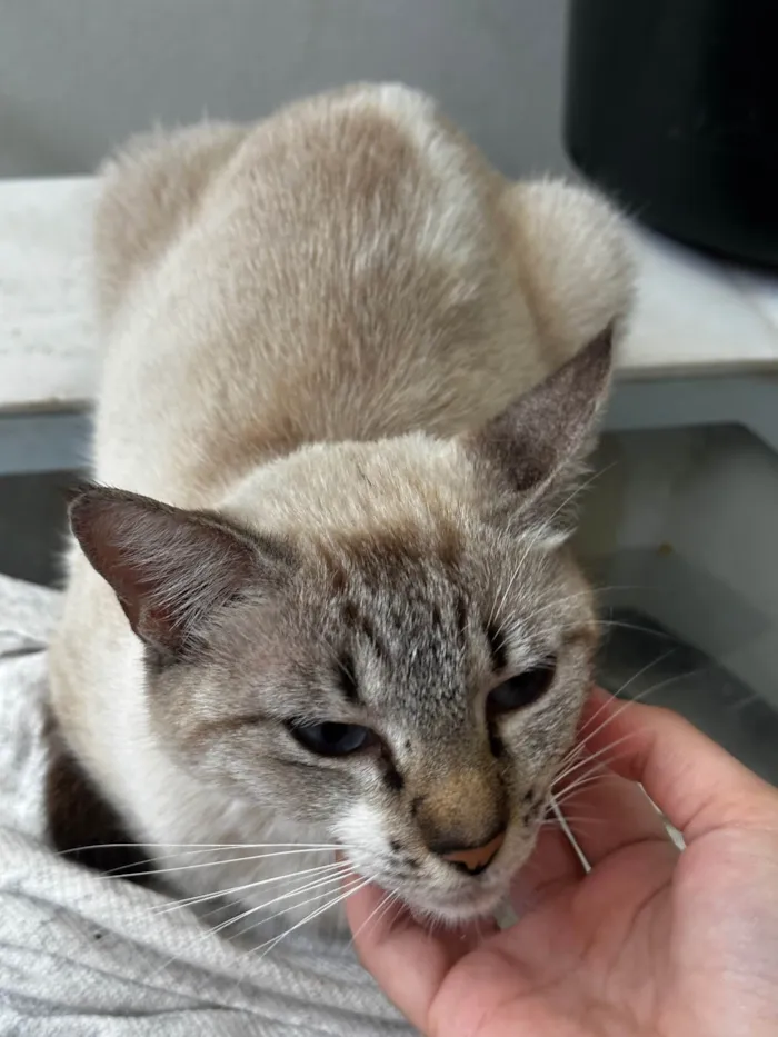 Gato ra a SRD-ViraLata idade 2 anos nome Mel