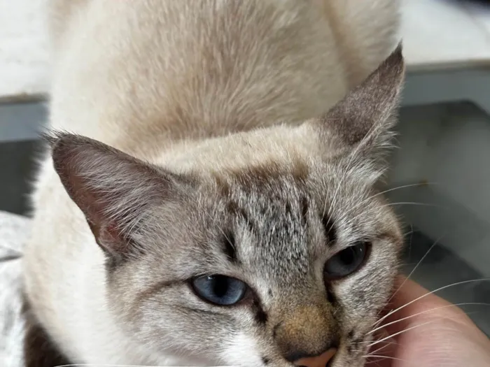 Gato ra a SRD-ViraLata idade 2 anos nome Mel