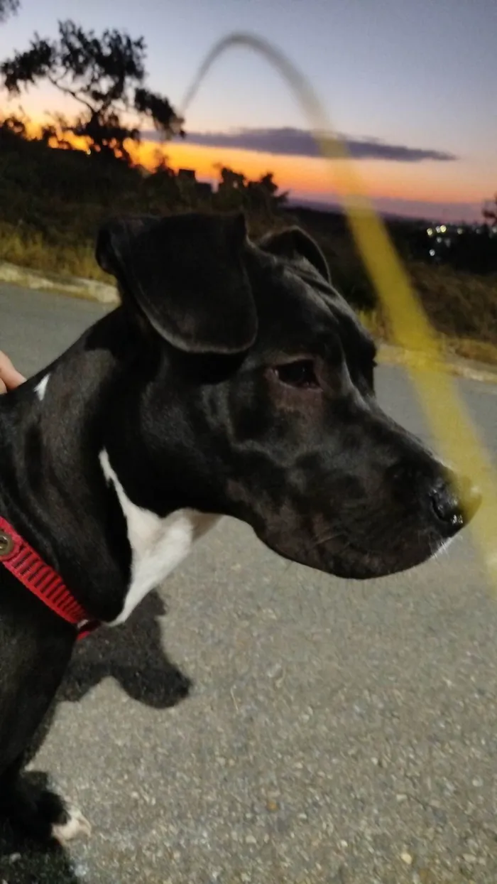 Cachorro ra a Pit-Bull idade 7 a 11 meses nome Atena
