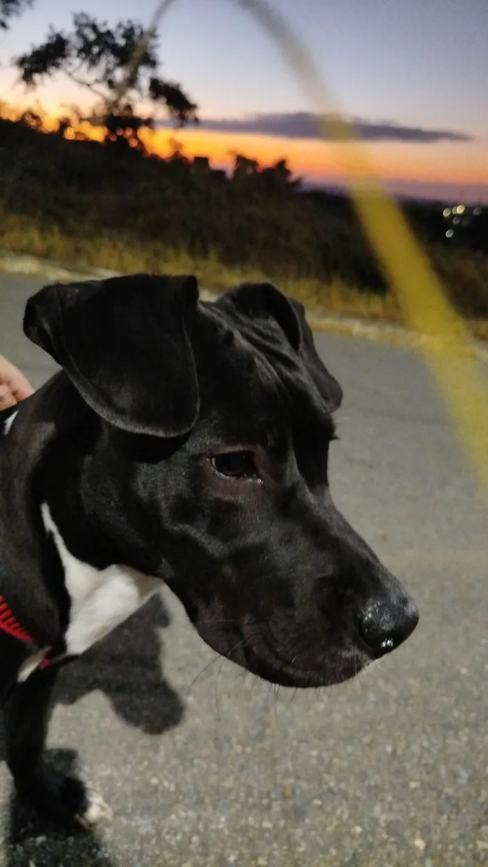 Cachorro ra a Pit-Bull idade 7 a 11 meses nome Atena