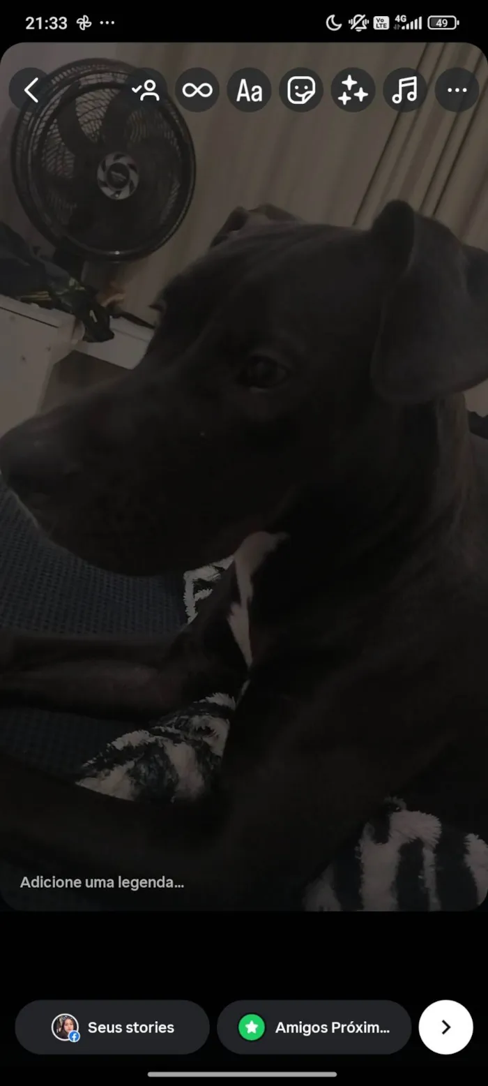 Cachorro ra a Pit-Bull idade 7 a 11 meses nome Atena