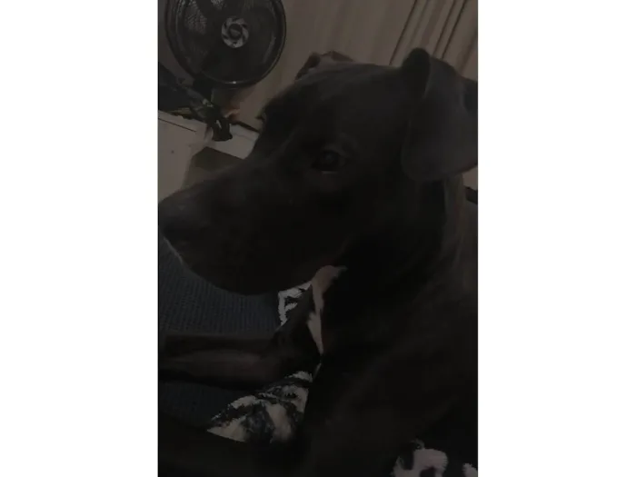Cachorro ra a Pit-Bull idade 7 a 11 meses nome Atena