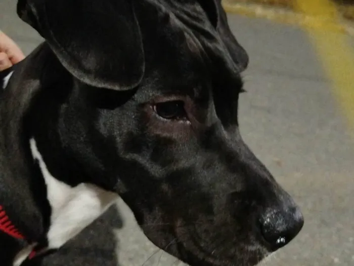 Cachorro ra a Pit-Bull idade 7 a 11 meses nome Atena