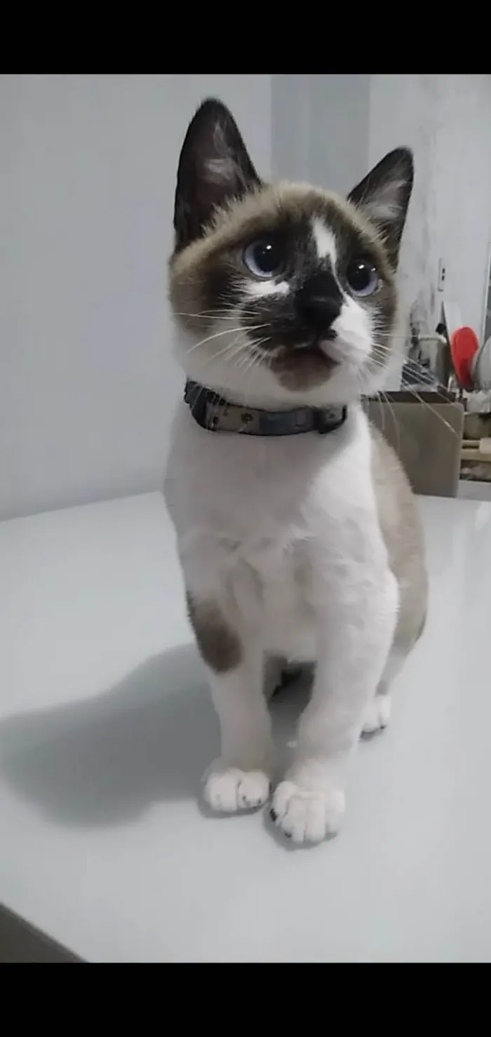 Gato ra a Siamês idade 1 ano nome Nick