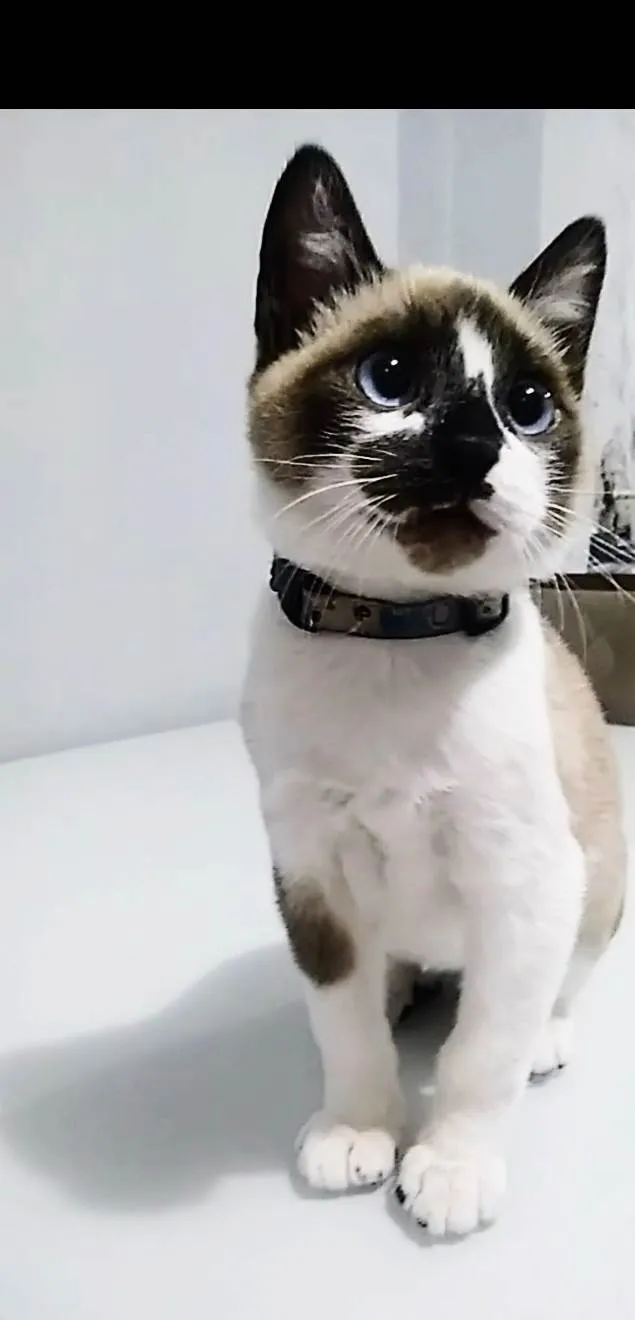 Gato ra a Siamês idade 1 ano nome Nick