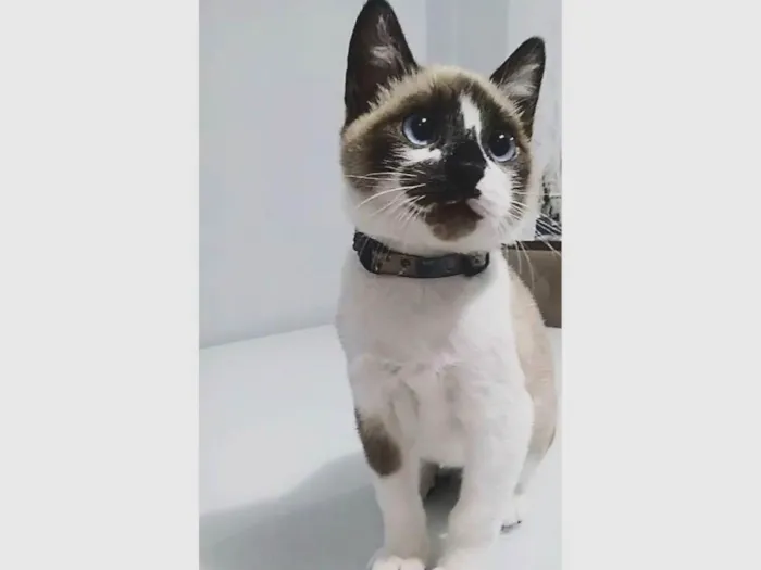 Gato ra a Siamês idade 1 ano nome Nick
