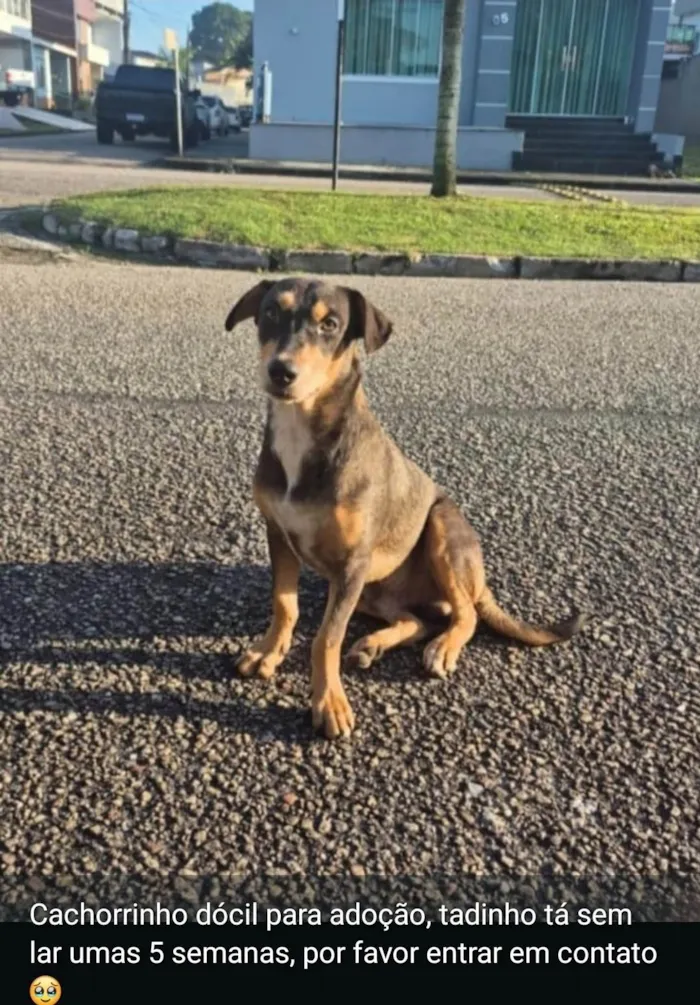 Cachorro ra a SRD-ViraLata idade 7 a 11 meses nome Scooby