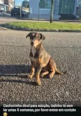Scooby