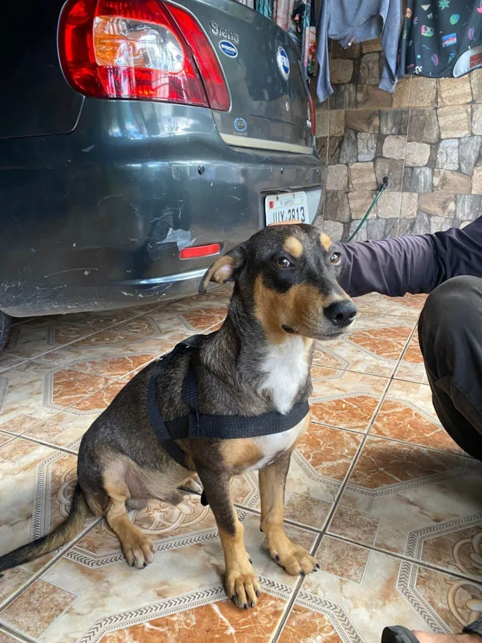 Cachorro ra a SRD-ViraLata idade 7 a 11 meses nome Scooby