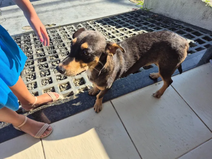 Cachorro ra a SRD-ViraLata idade 7 a 11 meses nome Scooby