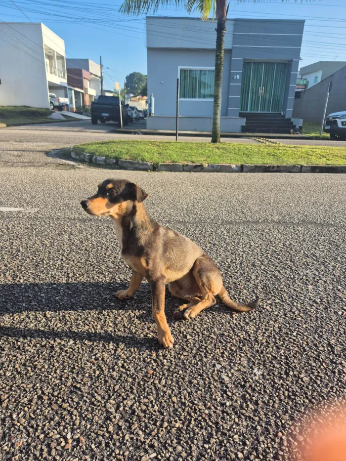 Cachorro ra a SRD-ViraLata idade 7 a 11 meses nome Scooby
