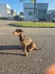 Scooby