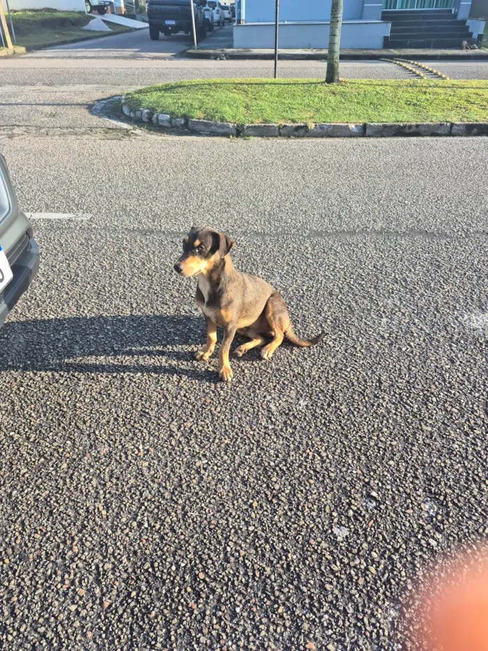 Cachorro ra a SRD-ViraLata idade 7 a 11 meses nome Scooby