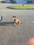 Scooby