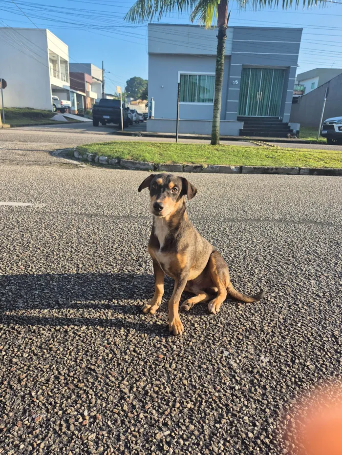 Cachorro ra a SRD-ViraLata idade 7 a 11 meses nome Scooby