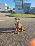 Scooby
