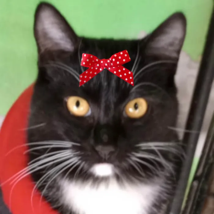 Gato ra a SRD-ViraLata idade 2 a 6 meses nome Nutella 